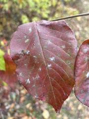 Erysiphaceae