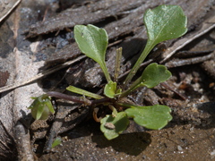 Viola cleistogamoides