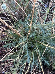 Lepidium montanum