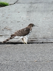 Accipiter cooperii