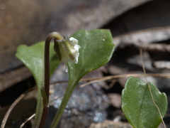 Viola cleistogamoides