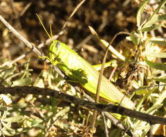 Schistocerca shoshone