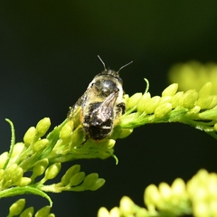 Anthophora terminalis