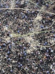 Lepidium montanum