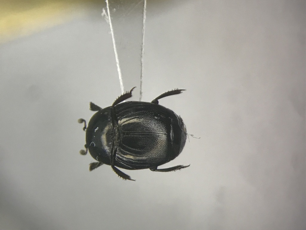 Geomysaprinus moniliatus