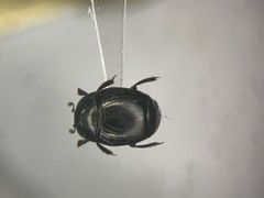 Geomysaprinus moniliatus