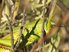 Schistocerca shoshone