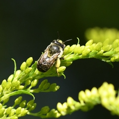Anthophora terminalis