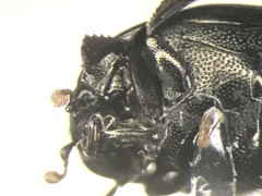 Geomysaprinus moniliatus