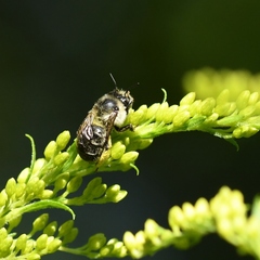 Anthophora terminalis