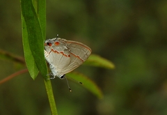 Ministrymon azia