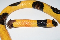 Micrurus fulvius