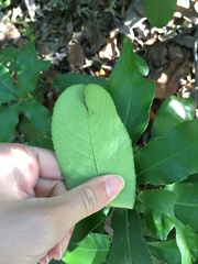Photinia serratifolia