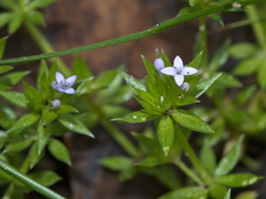 Asperula