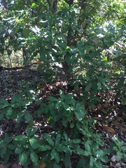 Photinia serratifolia