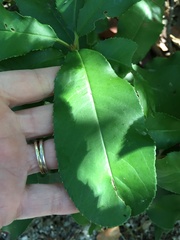 Photinia serratifolia