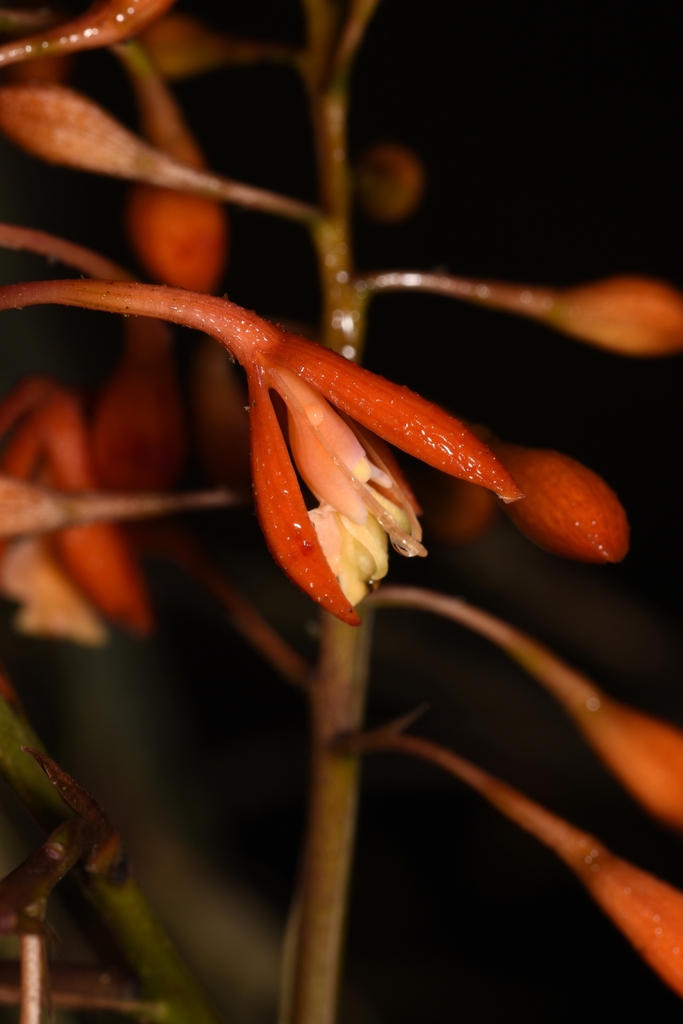 Epidendrum spathatum Schltr.