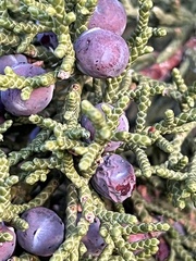 Juniperus monosperma