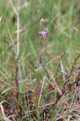 Thelymitra peniculata