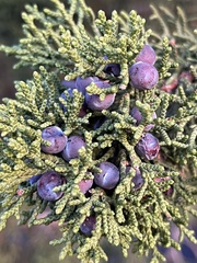 Juniperus monosperma