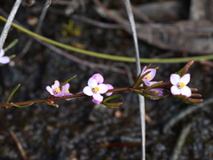 Boronia pilosa