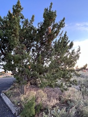 Juniperus monosperma