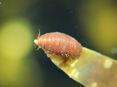 Scutuloidea maculata