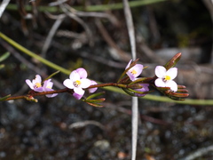 Boronia pilosa