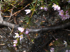 Boronia pilosa