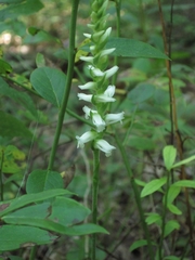 Spiranthes