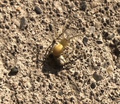 Cheiracanthium mildei