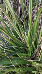 Dichanthelium depauperatum