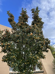 Crataegus gracilior