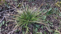 Dichanthelium depauperatum