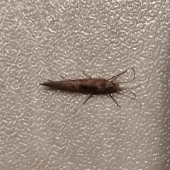 Lepidoptera