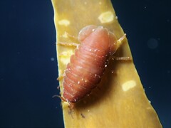 Scutuloidea maculata
