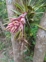 Tillandsia geminiflora