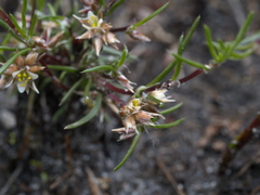 Laxmannia orientalis