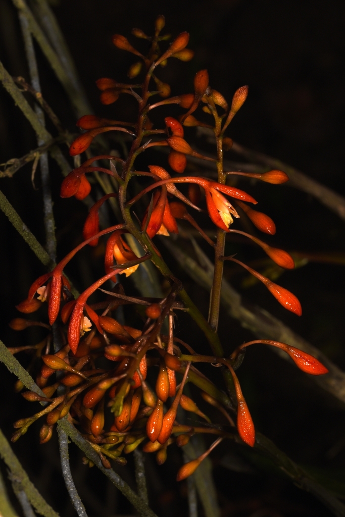 Epidendrum spathatum Schltr. 3