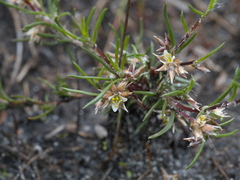 Laxmannia orientalis