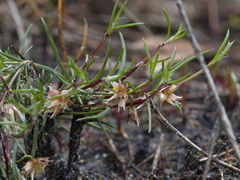 Laxmannia orientalis