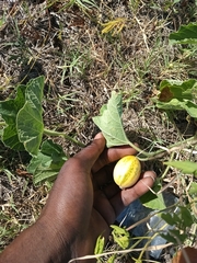 Cucurbita foetidissima