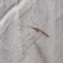 Anopheles punctipennis