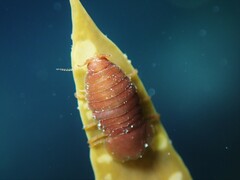 Scutuloidea maculata