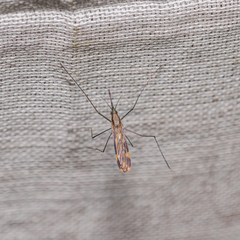 Anopheles punctipennis