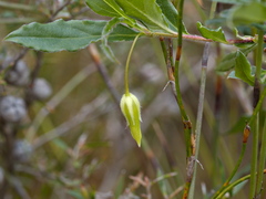 Billardiera mutabilis