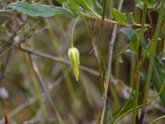 Billardiera mutabilis