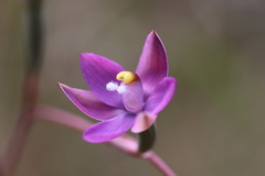 Thelymitra peniculata