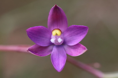 Thelymitra peniculata