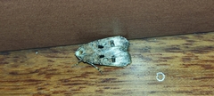 Agrotis
